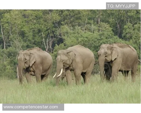 足球明星与奇特字的奇妙结合探索他们背后的故事与文化意义